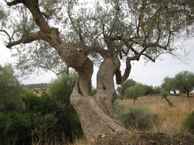olive tree